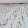 Spink County SD Crop land and Hunting For Sale - Spink County