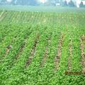 320+/- Acres in Hand Co, SD - Hand County