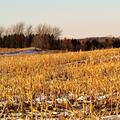 123.6+/- Acres in Lincoln Co, MN - Lincoln County, MN