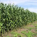 160+/- Acres in Deuel Co, SD - Deuel County