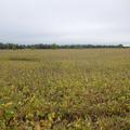 158.97+/- Acres in Jerauld Co, SD - Jerauld County