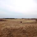43.75+/- Acres in Deuel Co, SD - Deuel County