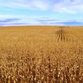 2,000+/- Acres in Hyde Co, SD - Hyde County