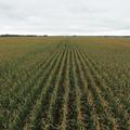 155.16+/- Acres in Kingsbury Co, SD! - Kingsbury County