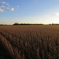 290.8+/- Acres in Brookings Co, SD - Brookings County