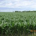 112.26+/- Acres in Kingsbury Co, SD - Kingsbury County