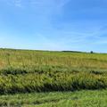 105+/- Acres of Crop Land Near Howard, SD - Miner County